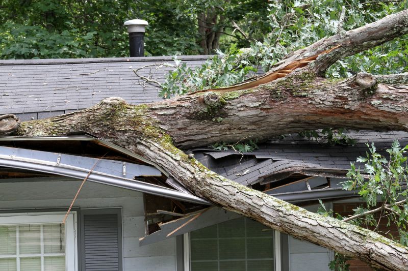roof damaged by tree